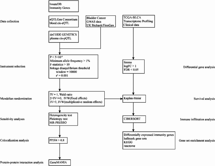 Identifying the causal role and therapeutic potential of immune-related genes in bladder cancer: a Mendelian randomization study.