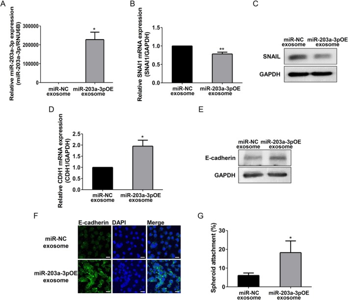 Exosomal miR-203a-3p Enhances Endometrial Receptivity by Upregulating E-Cadherin Expression Through the Direct Targeting of SNAI1 in Endometrial Epithelial Cells.