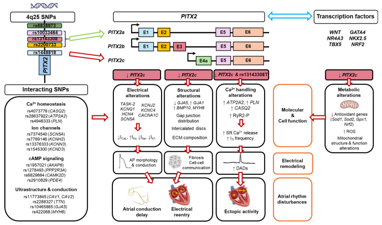 Single-Nucleotide Polymorphisms, <i>PITX2</i> and Abnormal Electrical Activity in Atrial Fibrillation.