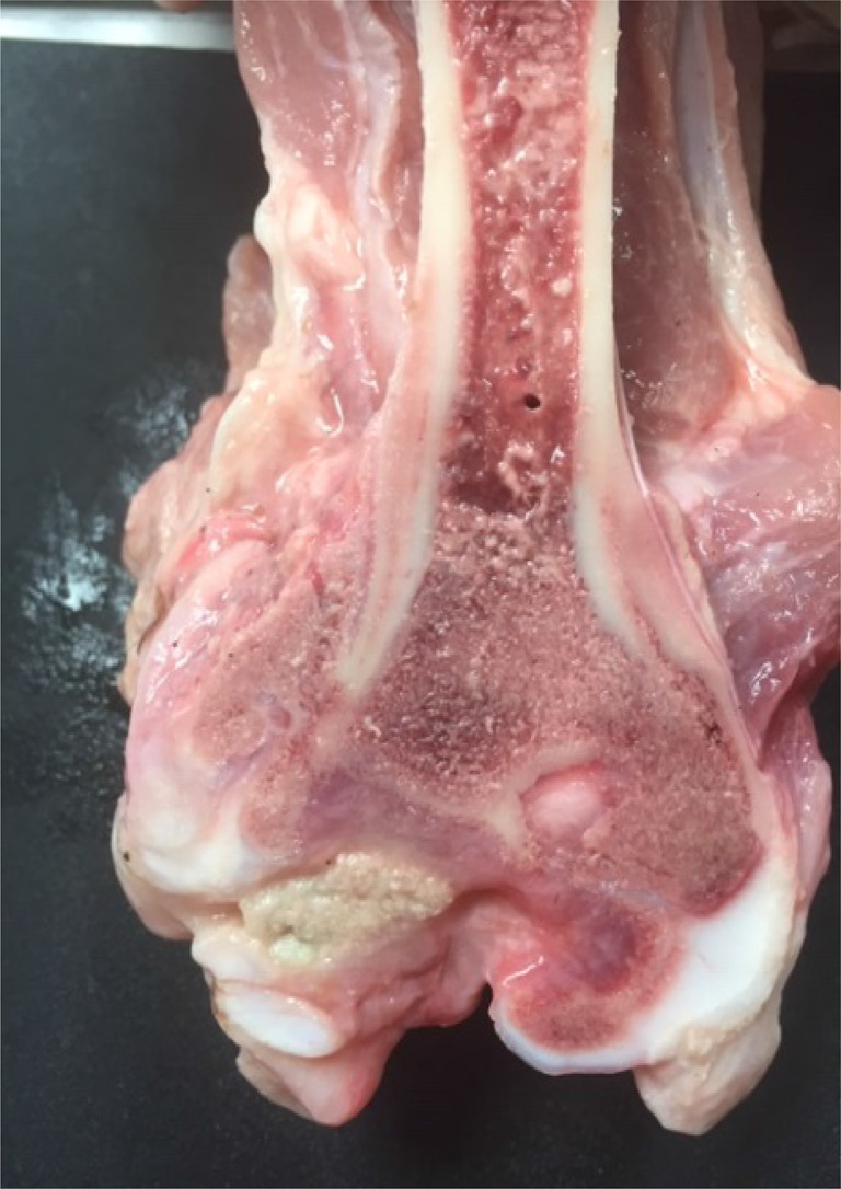 Pathological and bacteriological findings in sows, finisher pigs, and piglets, being culled for lameness.