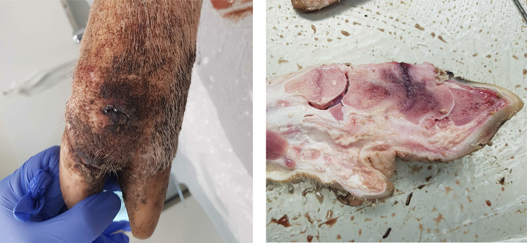 Pathological and bacteriological findings in sows, finisher pigs, and piglets, being culled for lameness.