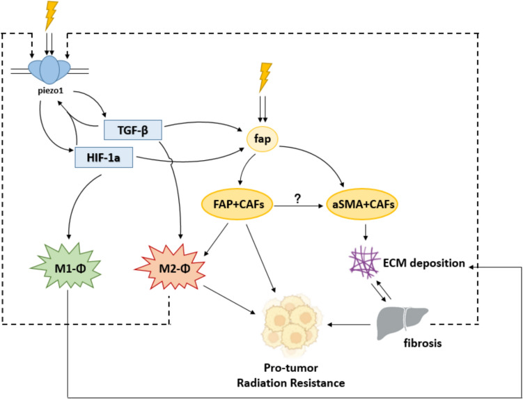 Piezo1: the Potential Novel Target for Radiation-induced Liver Fibrosis by Regulating FAP + fibroblasts.