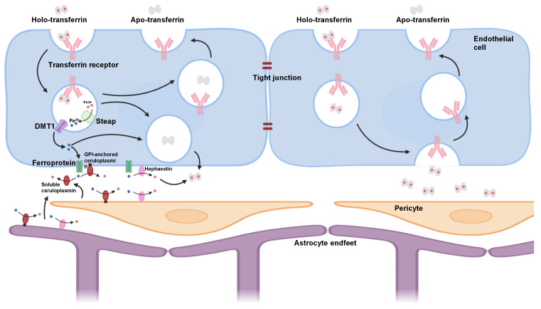 Targeting Transferrin Receptor 1 for Enhancing Drug Delivery Through the Blood-Brain Barrier for Alzheimer's Disease.