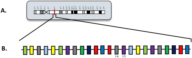A Mutational Landscape in Acute Myeloid Leukemia: Overview and Prognostic Impacts.