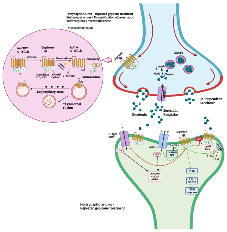 Gepirone for Major Depressive Disorder: From Pharmacokinetics to Clinical Evidence: A Narrative Review.
