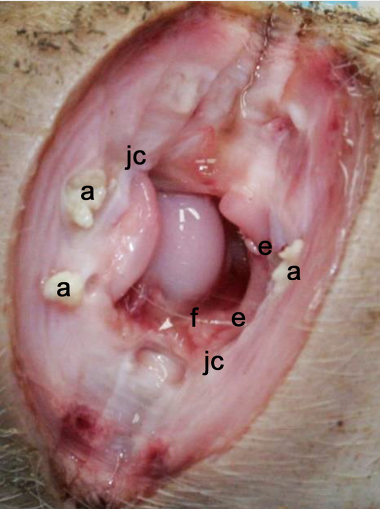 Pathological and bacteriological findings in sows, finisher pigs, and piglets, being culled for lameness.