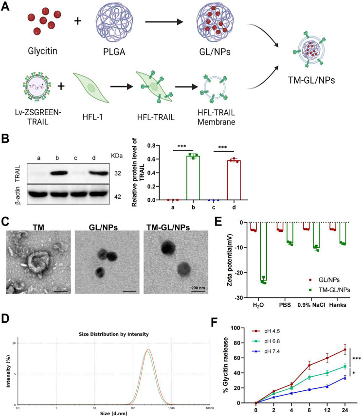 Correction to: Innovating non‑small cell lung cancer treatment with novel TM‑GL/NPs nanoparticles for Glycitin delivery.