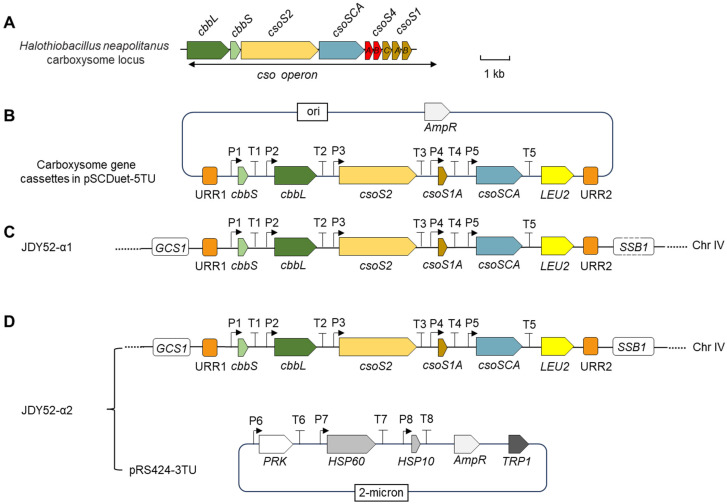 Engineering CO<sub>2</sub>-Fixing Carboxysome into <i>Saccharomyces cerevisiae</i> to Improve Ethanol Production.