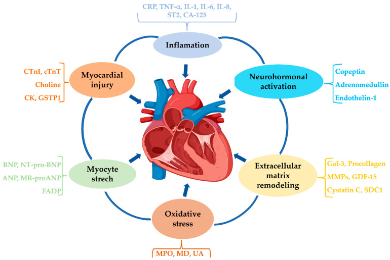 Heart Failure Biomarkers-Pathophysiology, Diagnosis, Prognosis and Clinical Relevance.