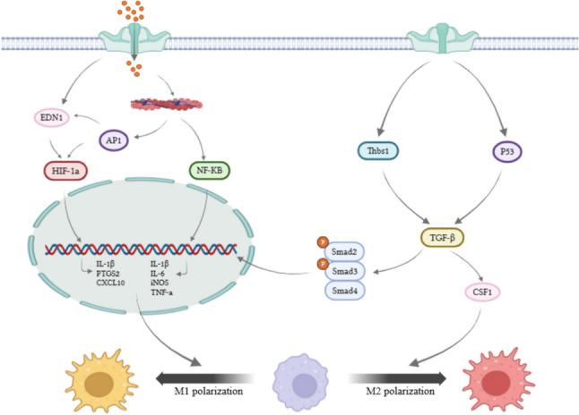 Piezo1: the Potential Novel Target for Radiation-induced Liver Fibrosis by Regulating FAP + fibroblasts.