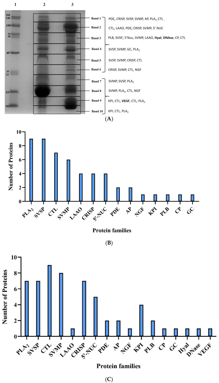 Comparative Proteomics, Functional Characterization and Immunological Cross-Reactivity Studies on Russell's Viper Venom from Two Distinct Geographical Regions in South India.