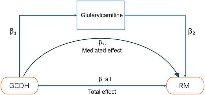 Glutaryl-CoA dehydrogenase (GCDH) enhances renal malignancy risk via modulating glutarylcarnitine levels.