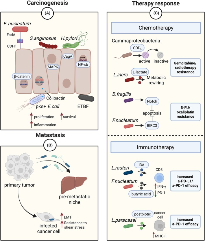 The tumor-microbe connection.