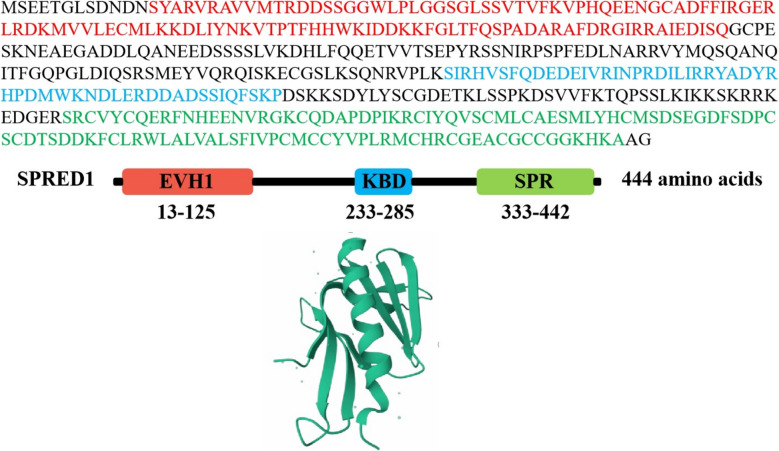 The role of SPRED1 mutation in melanoma.