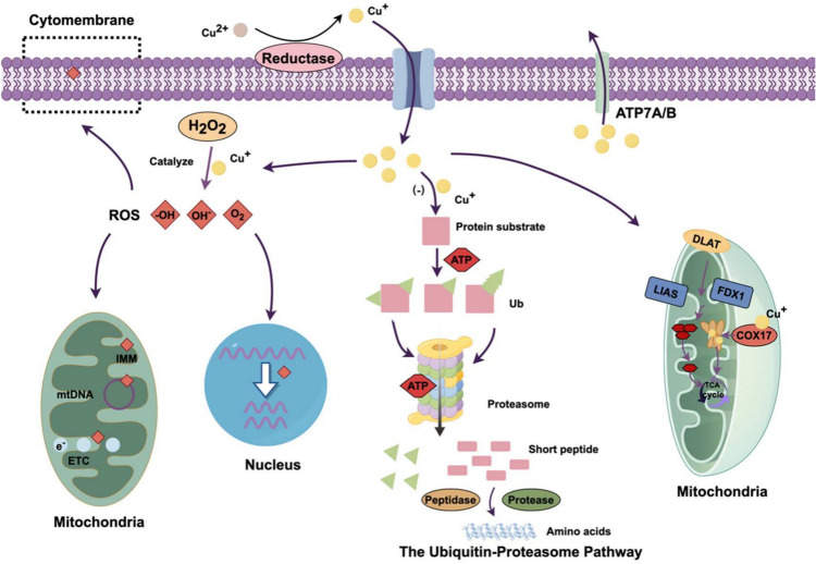 Emerging trends in cardiovascular diseases: the impact of ferroptosis and cuproptosis on cardiomyocyte death.