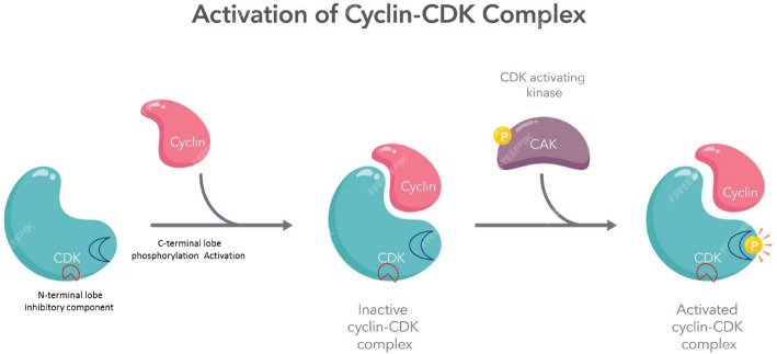 The molecular aspects in prostatic cancer, unraveling the role of CDKs in prostate cancer progression.