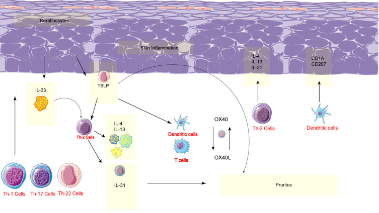 Inflamed Skin, Burdened Heart: A Multidisciplinary Perspective on Atopic Dermatitis and Cardiovascular Health.