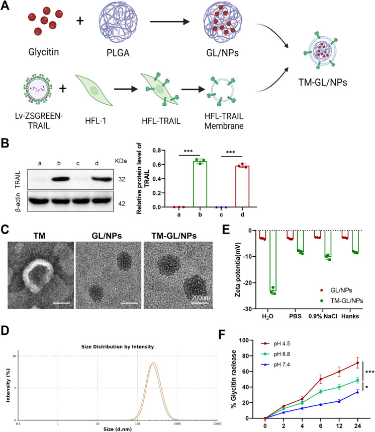 Correction to: Innovating non‑small cell lung cancer treatment with novel TM‑GL/NPs nanoparticles for Glycitin delivery.