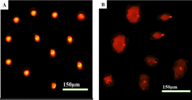 Linezolid administration to lactating Wistar rats affects the health of their offspring.