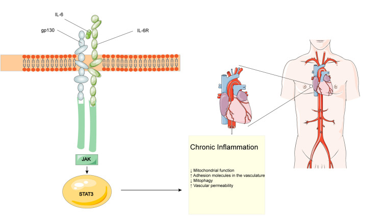 Inflamed Skin, Burdened Heart: A Multidisciplinary Perspective on Atopic Dermatitis and Cardiovascular Health.