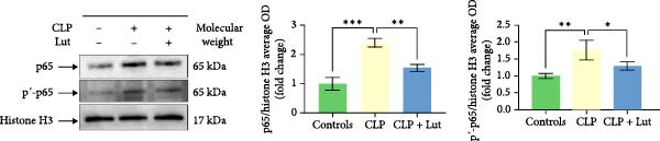 Correction to "Luteolin Regulates the Differentiation of Regulatory T Cells and Activates IL-10-Dependent Macrophage Polarization against Acute Lung Injury".
