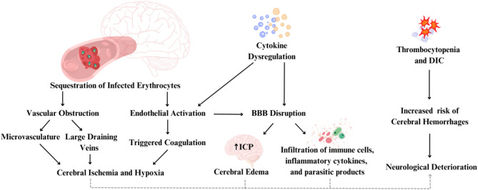 Management and monitoring strategies for severe cerebral malaria: a guide for the intensivist.