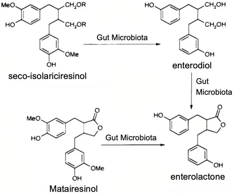 Beyond Hormone Replacement: Multifaceted Effects of Phytoestrogens for Optimizing Kinesiological and Physiological Adaptations in Postmenopausal Women.