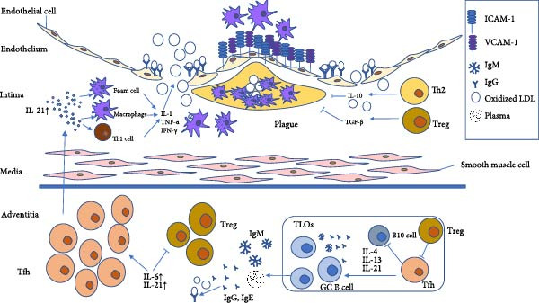 Follicular Helper T Cells: Potential Interventional Targets in Atherosclerosis.