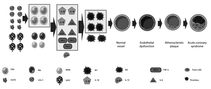 Influence of LDL cholesterol and Lp(a) on monocytes and macrophages in atherosclerosis.