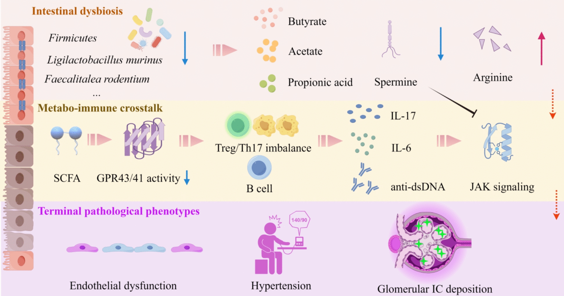 Gut microbiota and metabolism in systemic lupus erythematosus: from dysbiosis to targeted interventions.