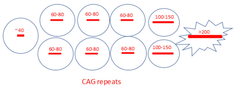 Challenges in Polyglutamine Diseases: From Dysfunctional Neuronal Circuitries to Neuron-Specific CAG Repeat Instability.