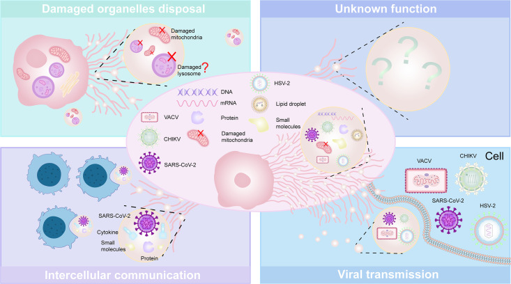Vimig: The virus-induced migrasome as a novel mechanism for viral transmission and communication.