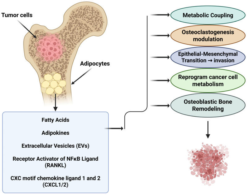 Adipocyte-Tumor Interactions in the Bone Marrow Niche: Implications for Metastasis and Therapy.