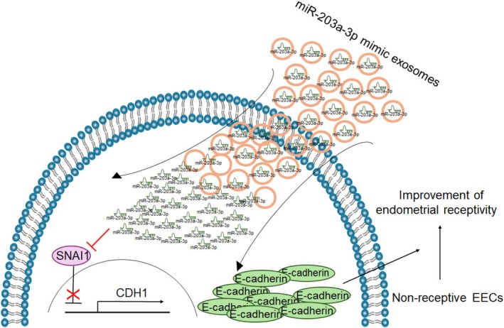 Exosomal miR-203a-3p Enhances Endometrial Receptivity by Upregulating E-Cadherin Expression Through the Direct Targeting of SNAI1 in Endometrial Epithelial Cells.