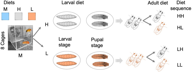 Interactive effects of developmental and adult nutrition on lifespan and fecundity in a genetically diverse Drosophila population.