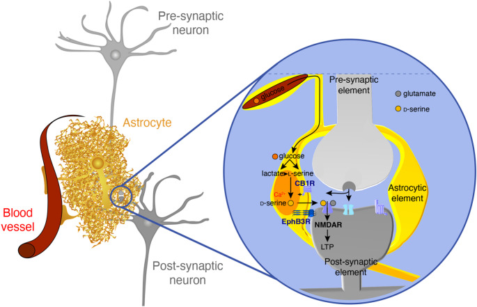 d-Serine’s Journey Between Stars and Synapses