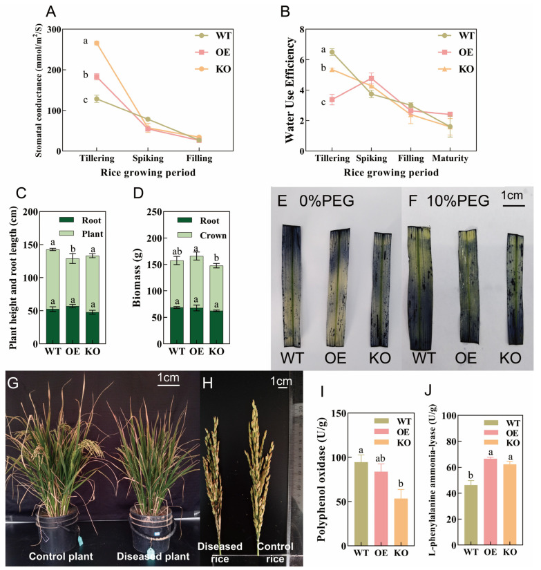<i>OsPIP2;1</i> Positively Regulates Rice Tolerance to Water Stress Under Coupling of Partial Root-Zone Drying and Nitrogen Forms.