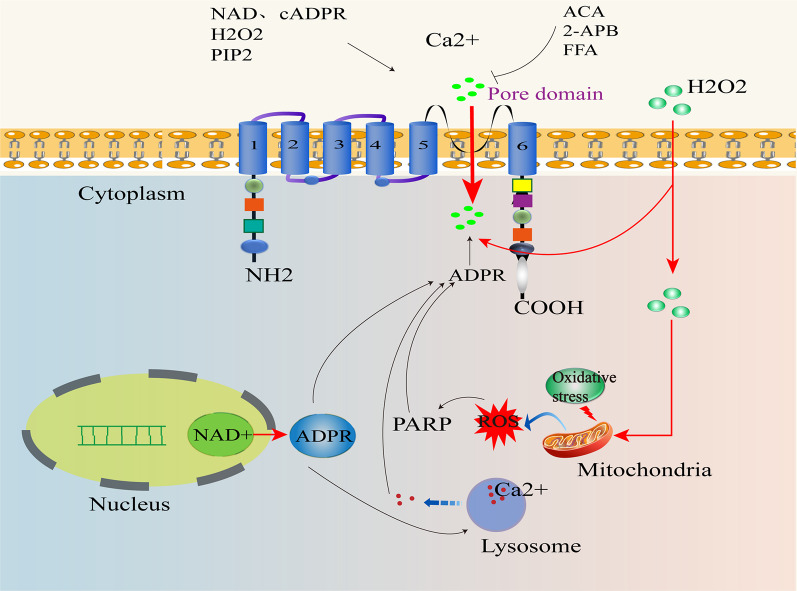 TRPM2: a pivotal player in tumor progression and a promising therapeutic target.
