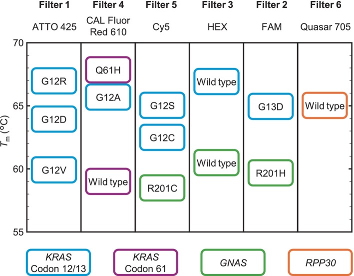Highly multiplexed digital PCR assay for simultaneous quantification of variant allele frequencies and copy number alterations of KRAS and GNAS in pancreatic cancer precursors.