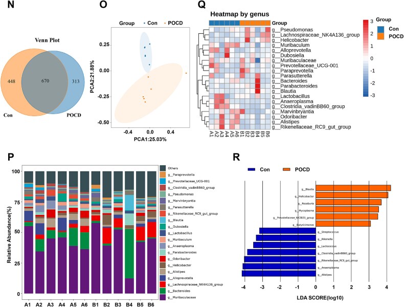 Mechanism of the AMPK/SIRT1 pathway in gut dysbiosis-mediated postoperative cognitive dysfunction in aged mice.