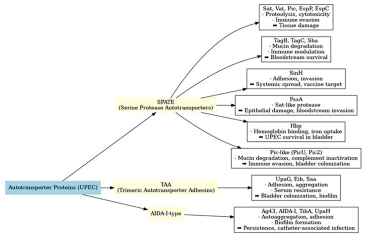 The Role of <i>Escherichia coli</i> Autotransporters in Urinary Tract Infections and Urosepsis.