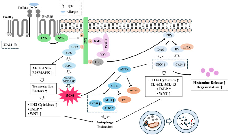 Crosstalk Between Allergic Inflammation and Autophagy.