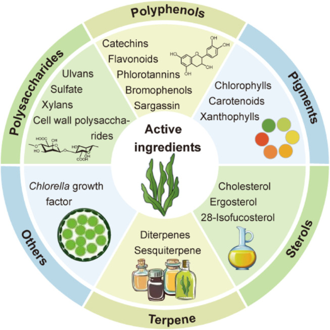 The versatility of algae in addressing the global sustainability challenges.