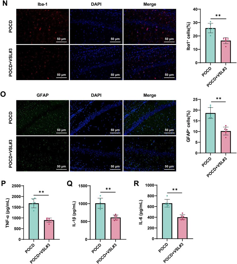 Mechanism of the AMPK/SIRT1 pathway in gut dysbiosis-mediated postoperative cognitive dysfunction in aged mice.