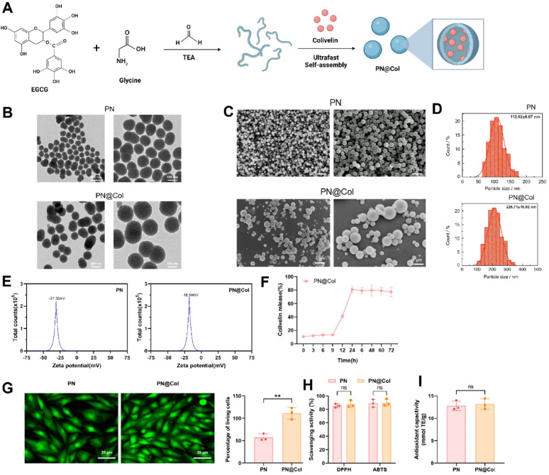Correction: Single‑cell multi‑omics analysis reveals the mechanism of action of a novel antioxidant polyphenol nanoparticle loaded with STAT3 agonist in mediating cardiomyocyte ferroptosis to ameliorate age‑related heart failure.