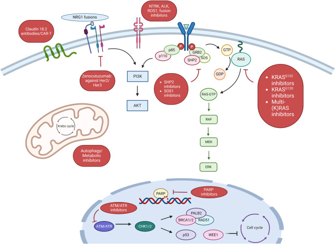 Emerging Therapeutic Approaches to Pancreatic Adenocarcinoma: Advances and Future Directions.