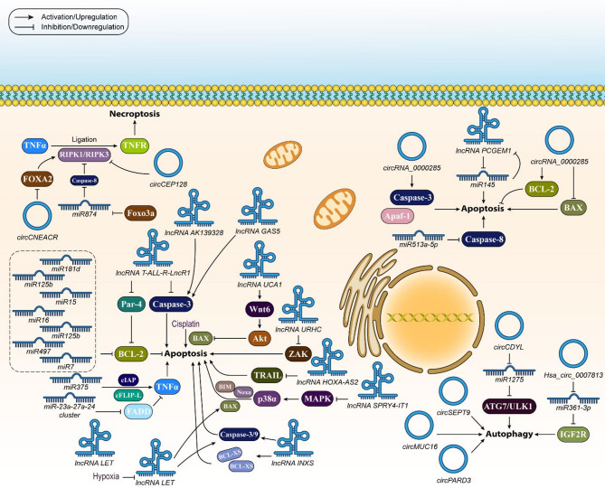 The multiplex crosstalk between non-coding RNAs, programmed cell death and related mechanisms: a dynamic duo in hematological malignancies.
