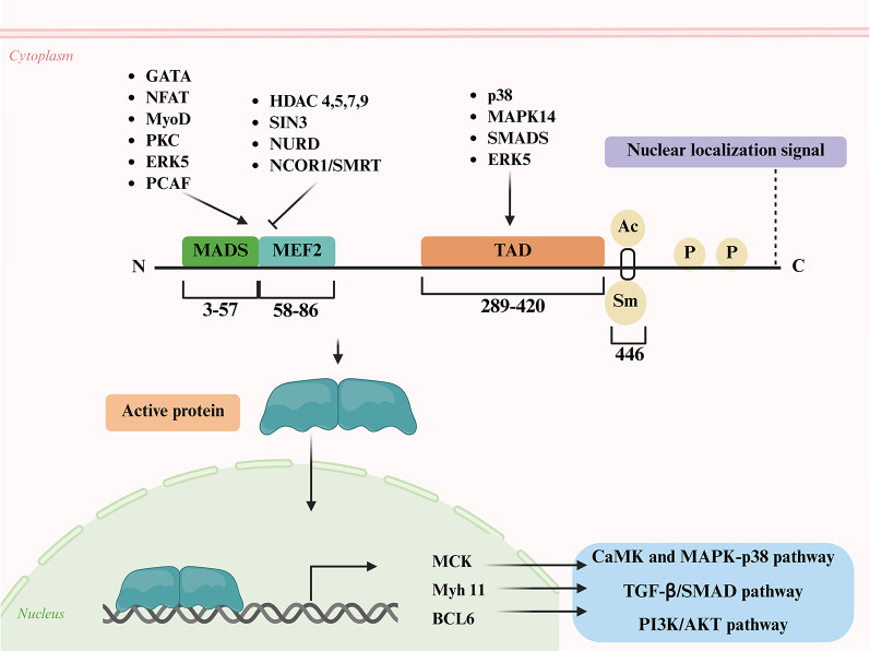 Role of human Myocyte Enhancer Factor 2 (MEF2) proteins in cancer: structural insights, functional diversity, and regulatory mechanisms.