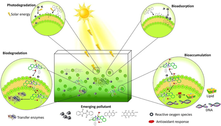 The versatility of algae in addressing the global sustainability challenges.