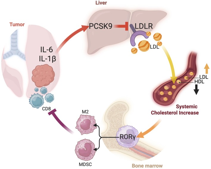 SensRORing cholesterol to drive protumoral myelopoiesis.